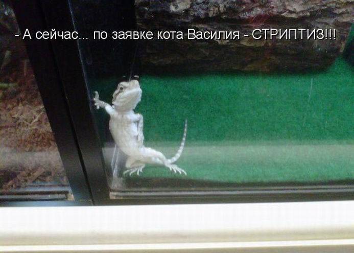 Позитивная котопятница (50 фото)