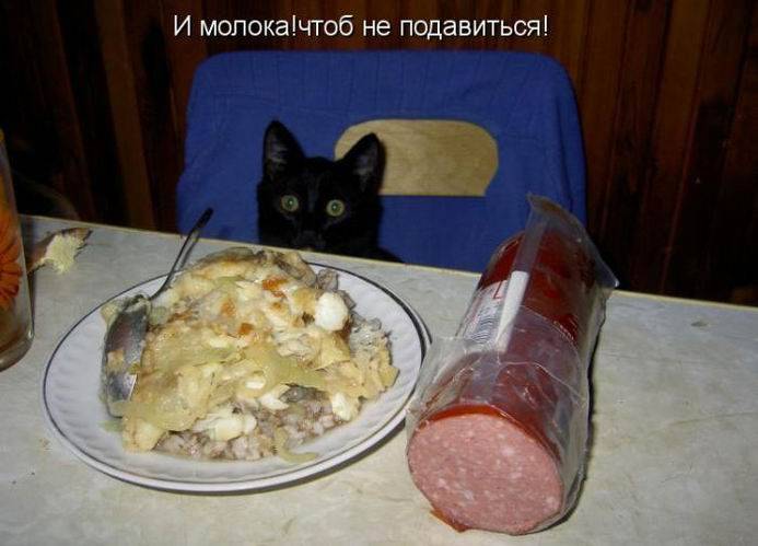Позитивная котопятница (50 фото)