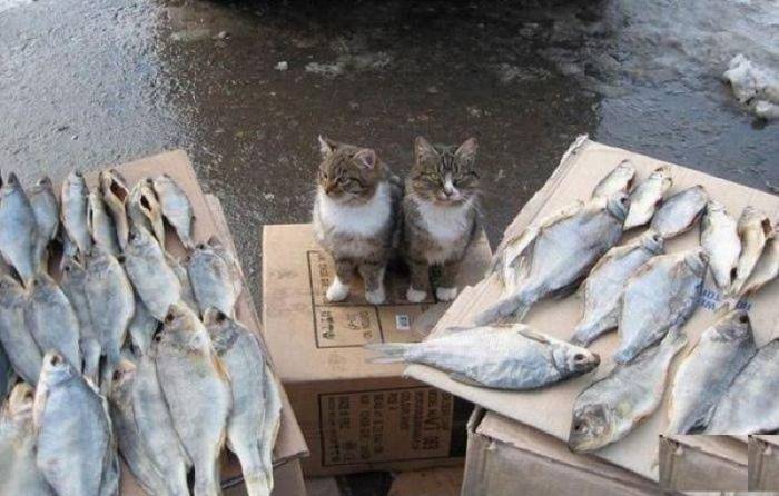 Забавные животные