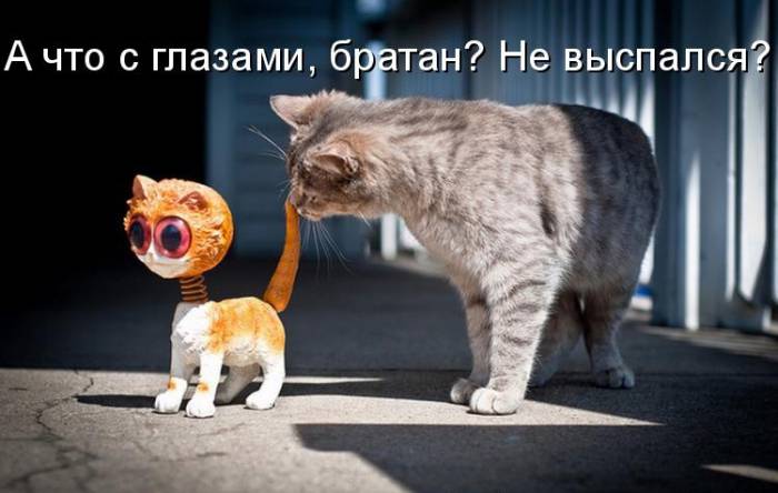 Забавный котопозитив