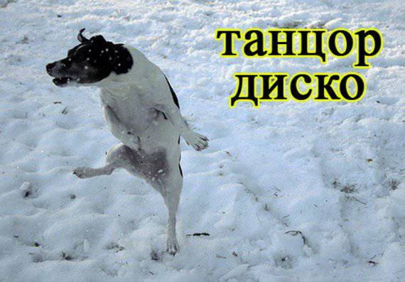 Собаки в профессиях