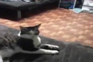 Приколы с котами