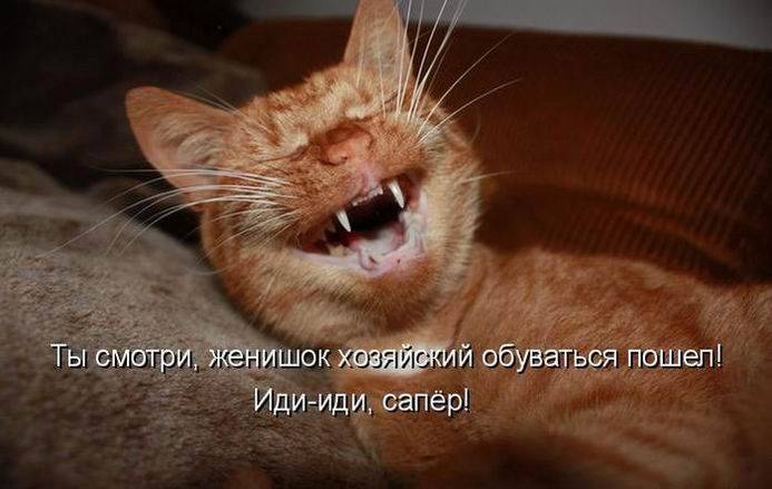 Забавная котопятница (50 фото)