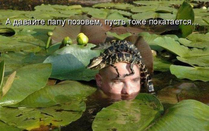 Позитивная котопятница (50 фото)