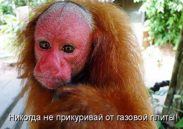 Картинки с забавными надписями