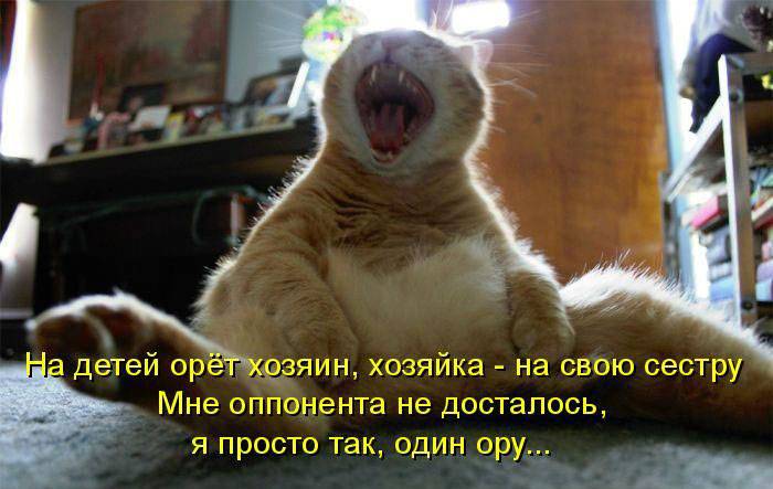 Позитивная котопятница (50 фото)