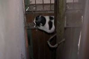 Спасение котэ в России
