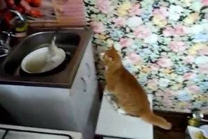 Кот впервые увидел живую рыбу