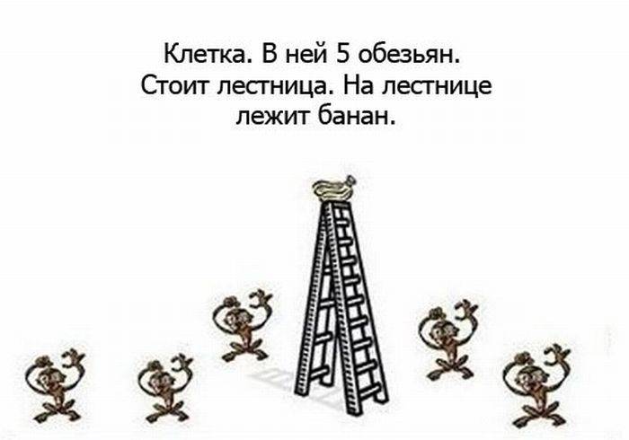 Интересный эксперимент с обезьянами (8 картинок)
