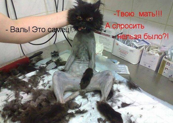 Картинки с забавными надписями