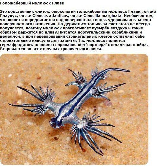 Необычная живность (26 фото + текст)