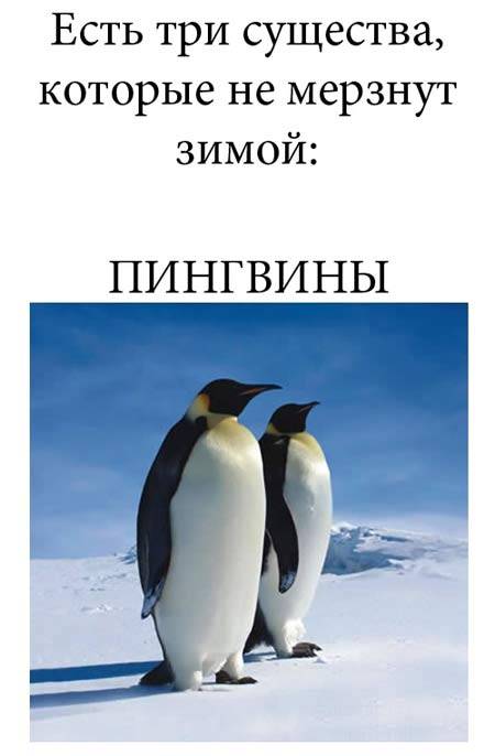 Морозоустойчивые существа