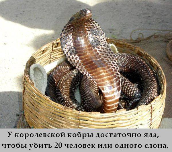 Интересные и познавательные факты (43 картинки)