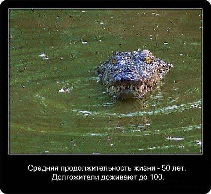 Интересные и познавательные факты о крокодилах (20 фото)