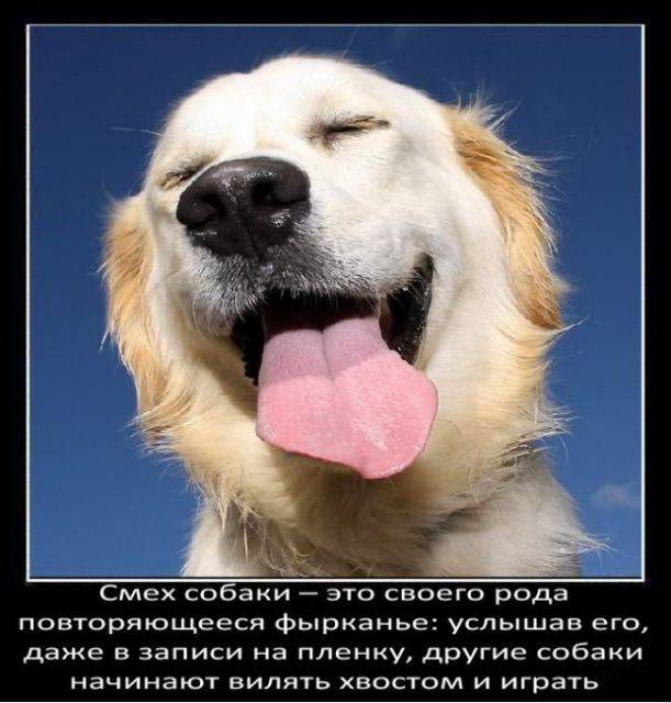 Интересные факты о собаках (48 фото)