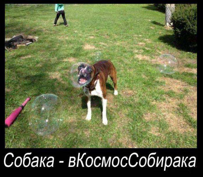Демотиваторы на сегодня (33 фото)