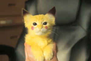 Пикачу котэ