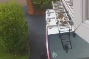 Котэ нашел вход
