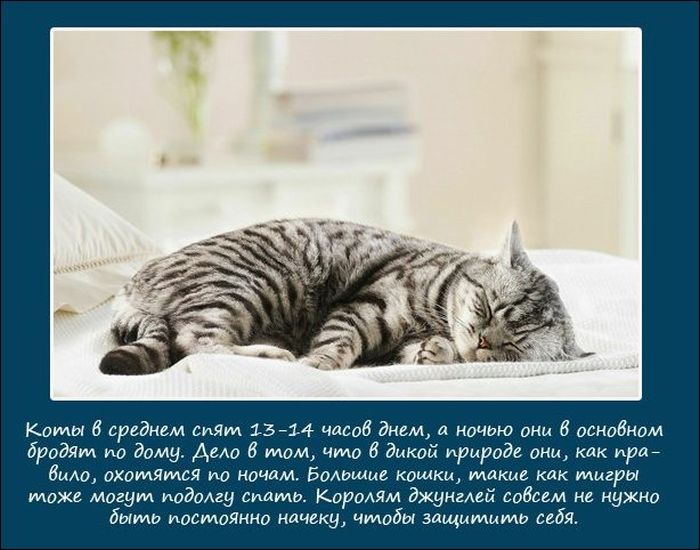 Как спят зверушки  (10 фото)