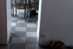 Хитрый котэ
