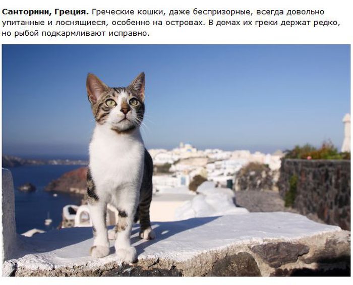 Интересное о кошках в разных городах (28 фото)