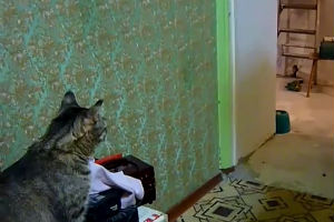 Нормальный такой котэ