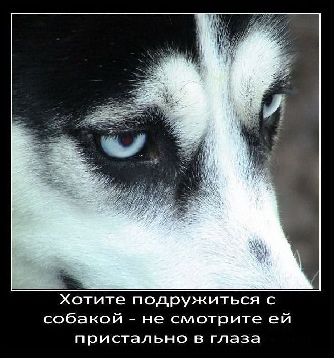 Интересные факты о собаках (18 фото)
