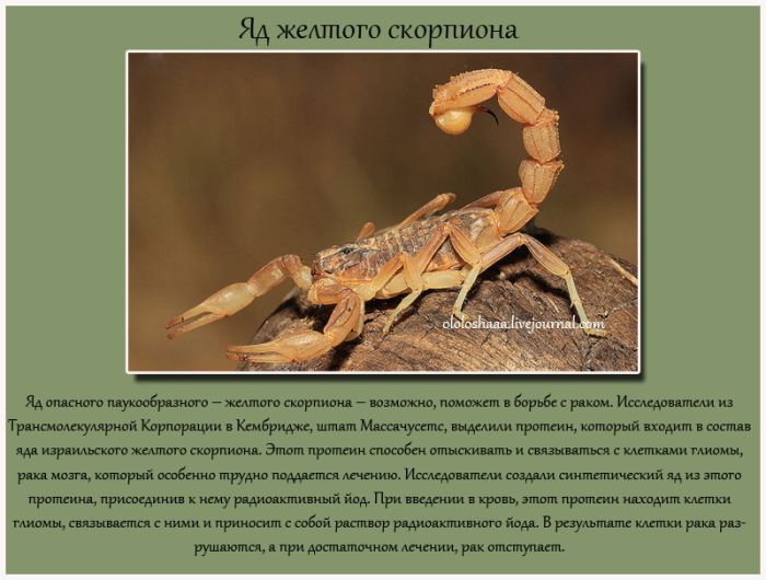 Спасительный яд (10 фото)