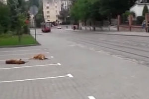 Сама невозмутимость