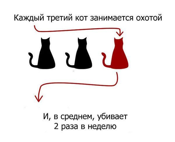 Чем занимаются без нас домашние коты