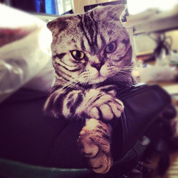 Шиши Мару - кошка-звезда редактора Instagram
