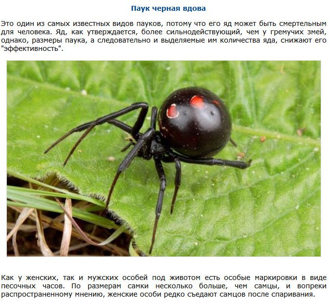Подборка самых маленьких, но невероятно опасных существ