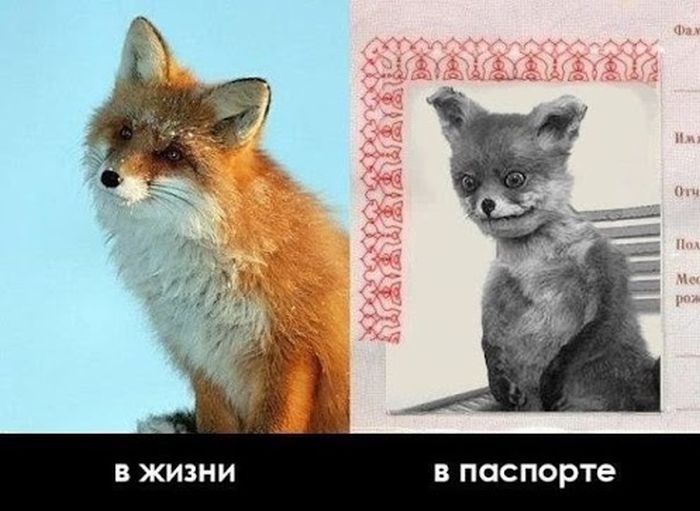 Чучело лисы стало интернет-мемом за несколько дней