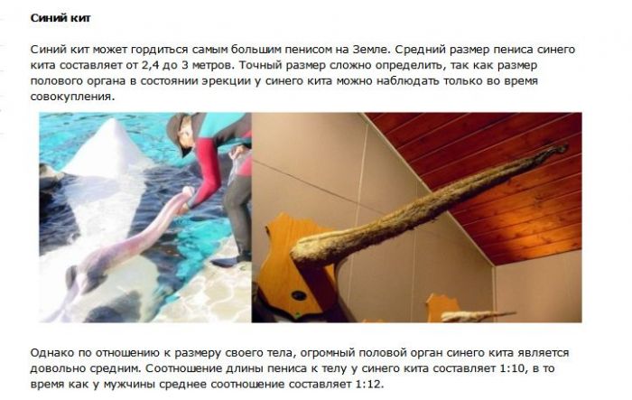 Интересные факты о половых гигантах в мире животных