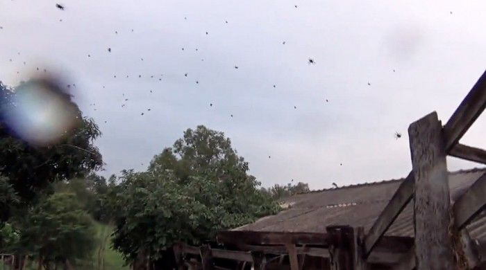 На Бразилию «пролился» настоящмй дождь из пауков