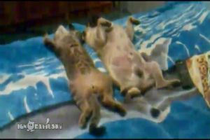 Кот с песиком хотят на пляж