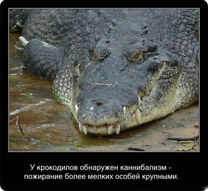 Познавательно и интересно о крокодилах