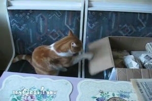 Котэ на тренировке