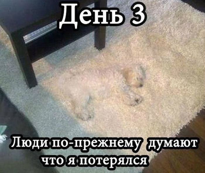 Сборник позитивных, прикольных фото и замечательных фотоприколов