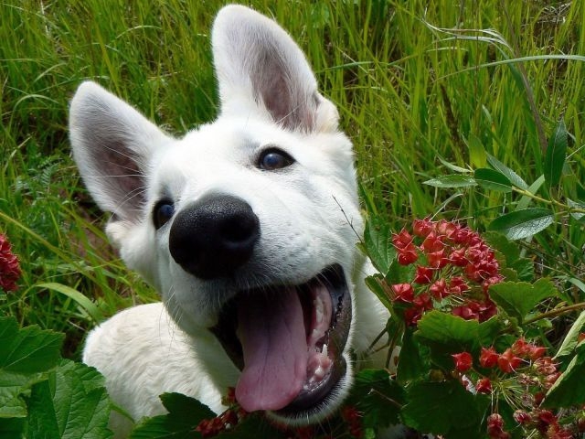 Эти забавные животные