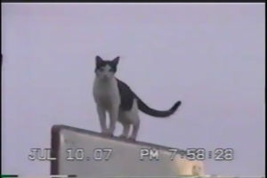Спортивный котэ
