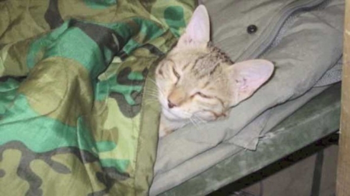 Спасение друга из военного ада