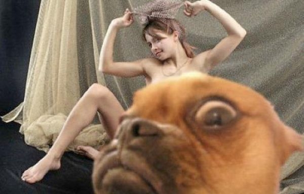 Фотобомбы с животными