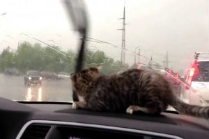 Котэ в авто