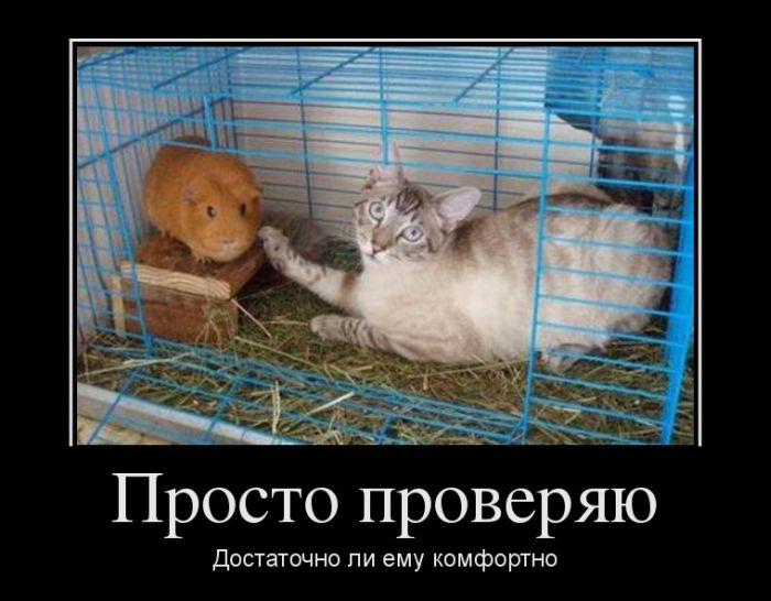 Сборник прикольных демотивационных картинок