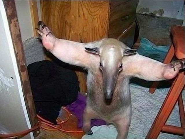 Забавные и милые животные