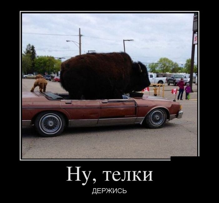 Демотиваторы
