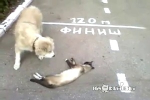 Что с котом?