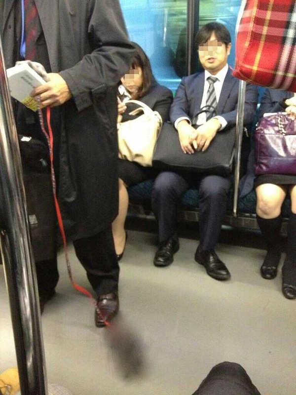 Любимца выгуливает