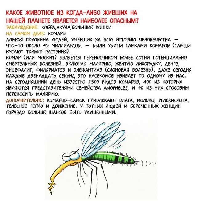 Самые популярные заблуждения в мире